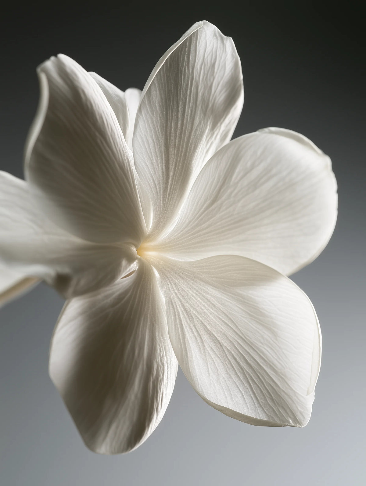 Close-up van witte bloem bij Albedo
