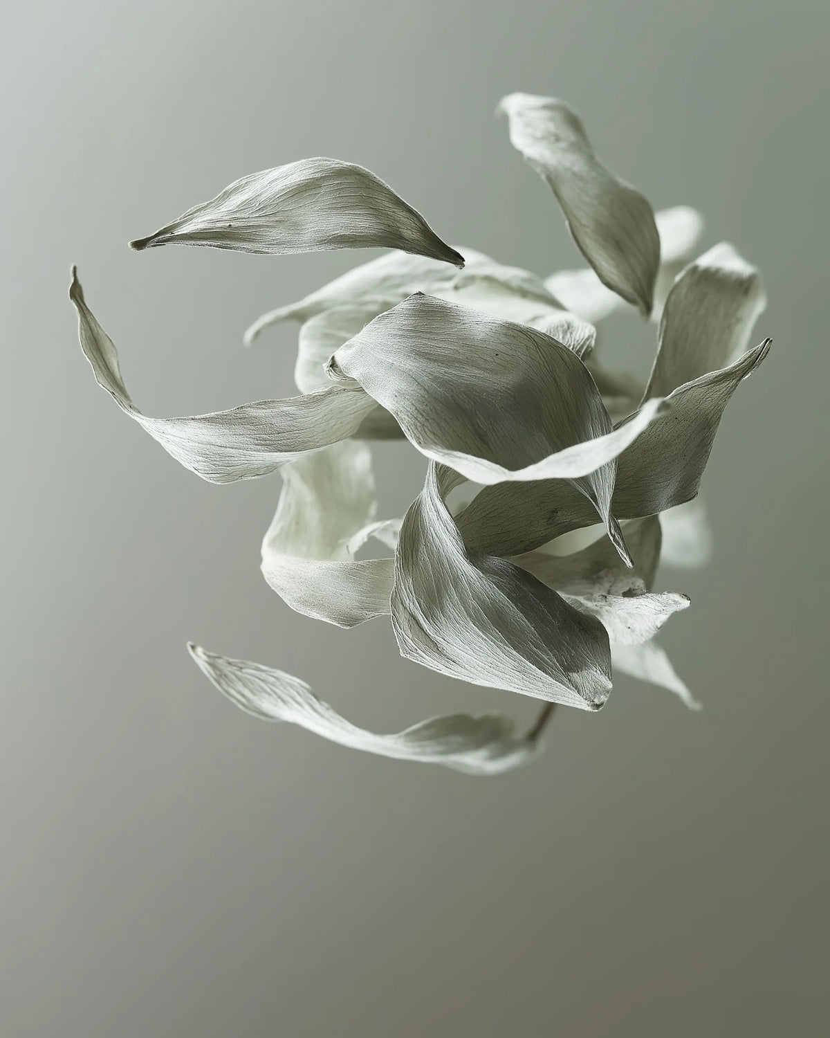 Witte thee bladeren bij Albedo car fragrance